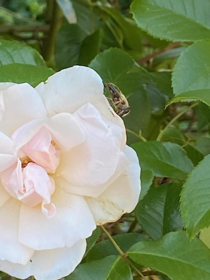 Studio Bienvenue Du Cote De Chez Nous Avec Jardin Privatif Wignehies エクステリア 写真